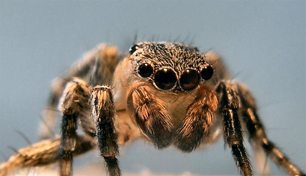 Jumping Spider - up close