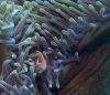 Magnificent Anemone and Commensal Fish