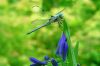 Blue Dragonfly by Greg Floyd
