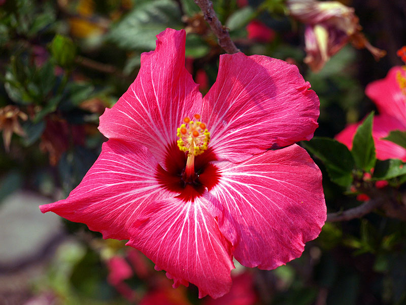 Hibiscus