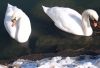 Winter Swans by Dave Hamlin