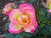Varigated Rose by Richard Pulver