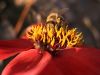 Bee in Red by Stephan Wiesner