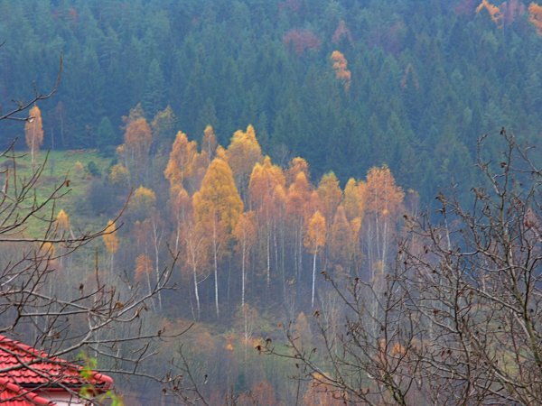 Polish Poplars