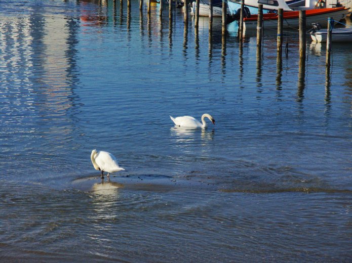 Swans in Nakskov Harbor