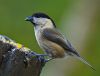 A Greedy Willow Tit by Albert Conroy