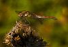 Common Darter - Late Afternoon by Albert Conroy