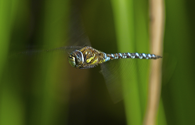 Migrant Hawker