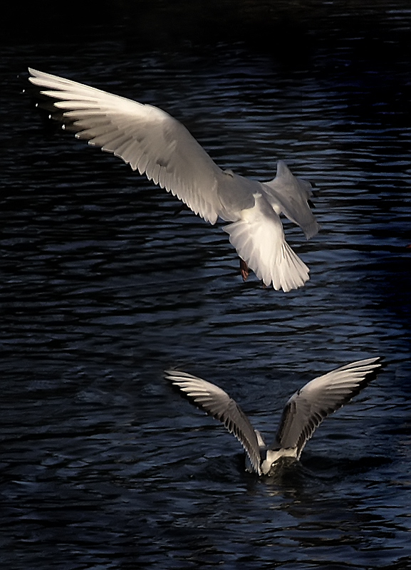 Gulls - Landing