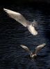 Gulls - Landing by Albert Conroy