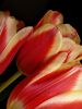 Tulips by Albert Conroy