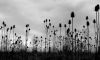 Teasels by Mike Bywater