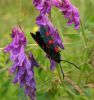 Burnet Moth 1 by Mike Bywater