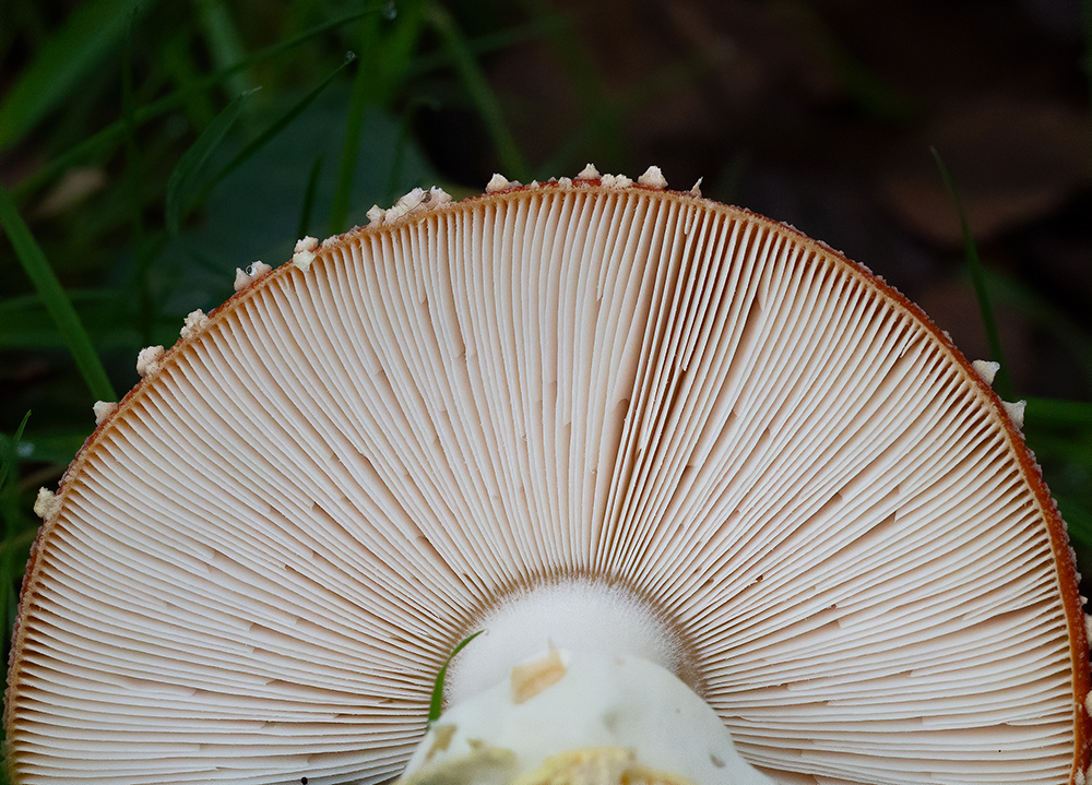 Looking up a Mushroom