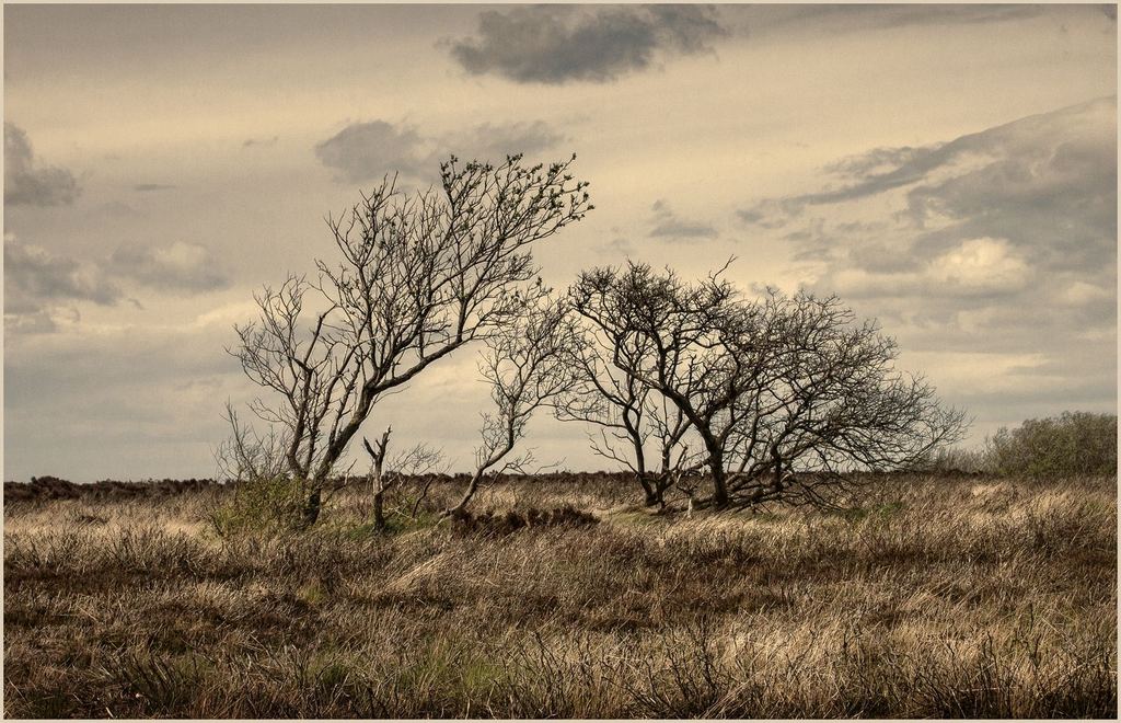 The North York Moors