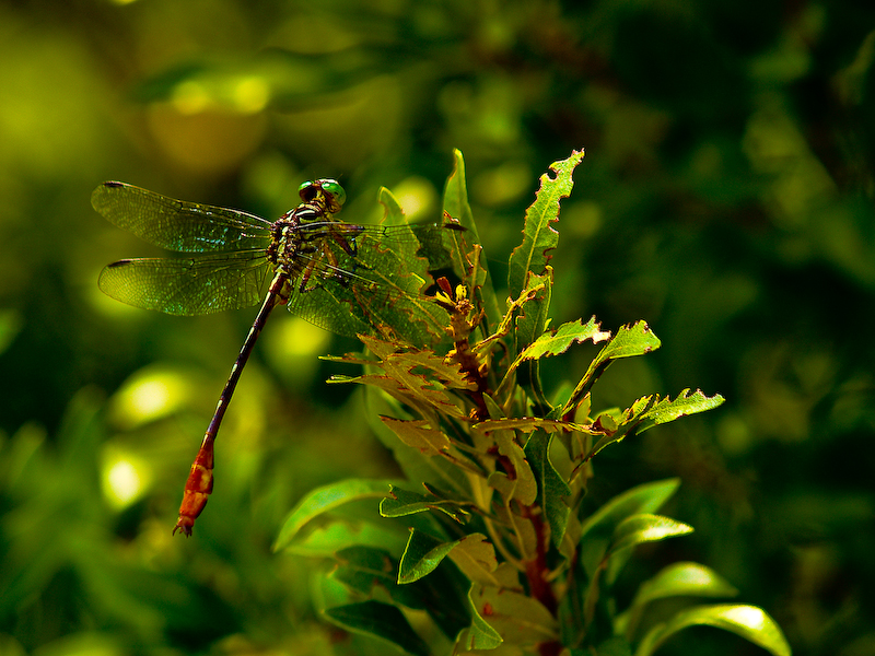 Dragon Fly