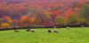 Chilmark Pasture Middle Road by Amy Fournier