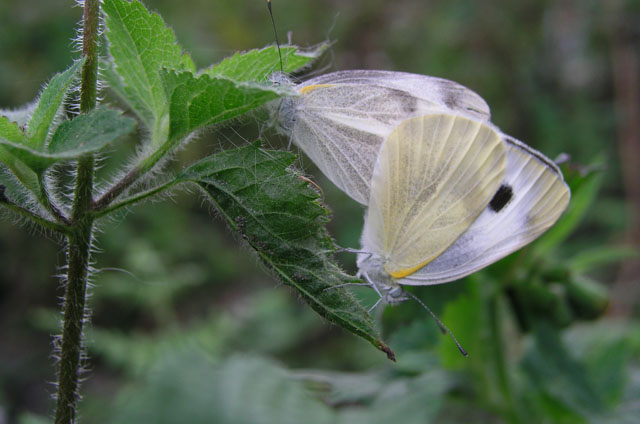 Two Butterflys