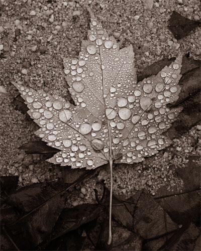 Leaf & Rain-001