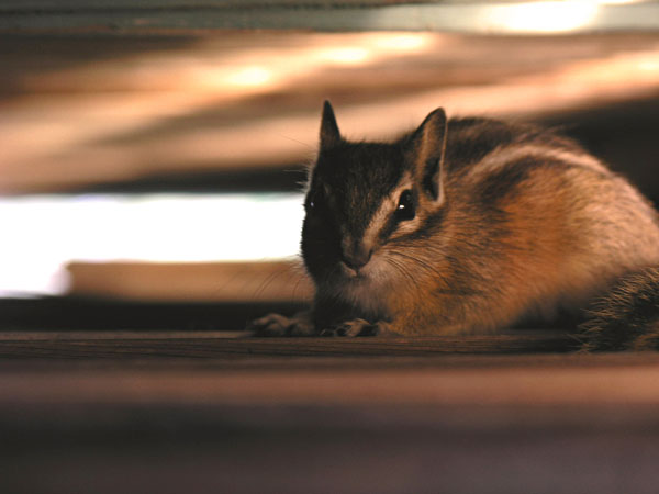 Chipmunk