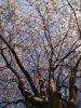 under the blossom tree by Edward Sebastiaan