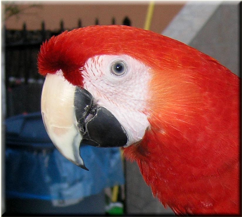 Lucky the pet macaw