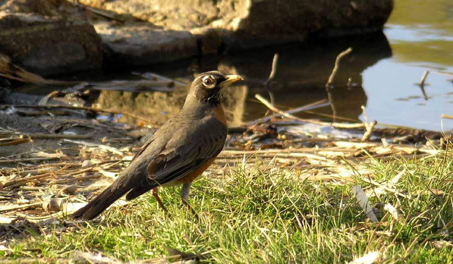 Feathered Friend