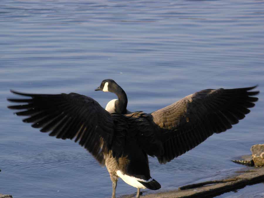 Wing Span