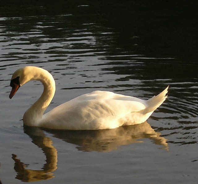 THE Swan