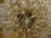 Close up of a dry Dandelion flower by Kerland Elder