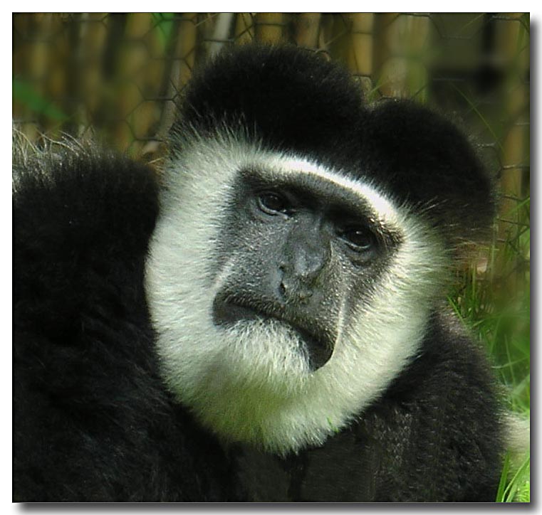 Portrait Of A Colobus Monkey