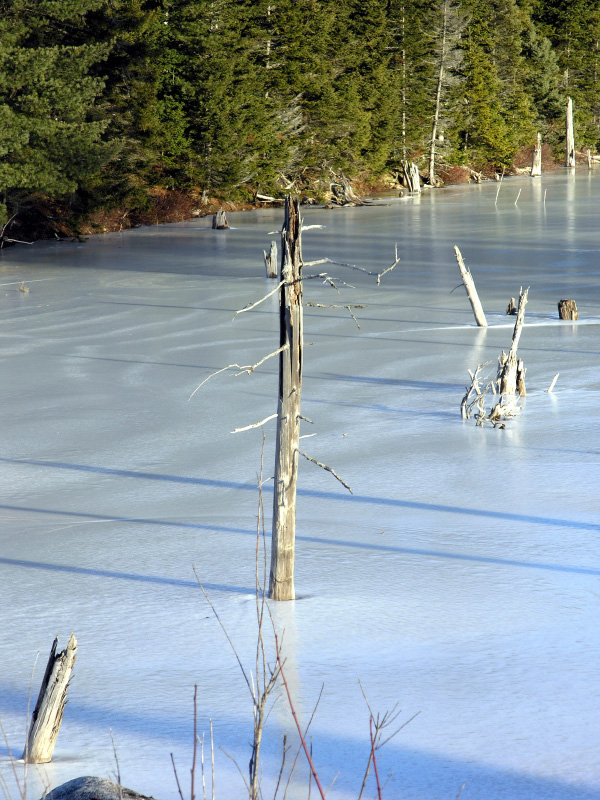 Frozen Logs