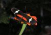 Heliconius clisonimus