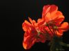 'Play of Light' by Randall Beaudin