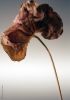 Geranium leaf by Randall Beaudin