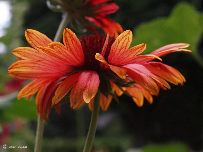 Echinacea