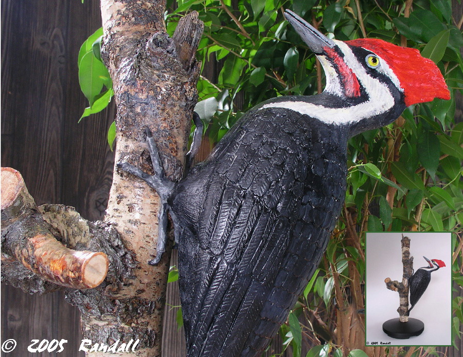 Pileated Woodpecker / Dryocopus Pileatus