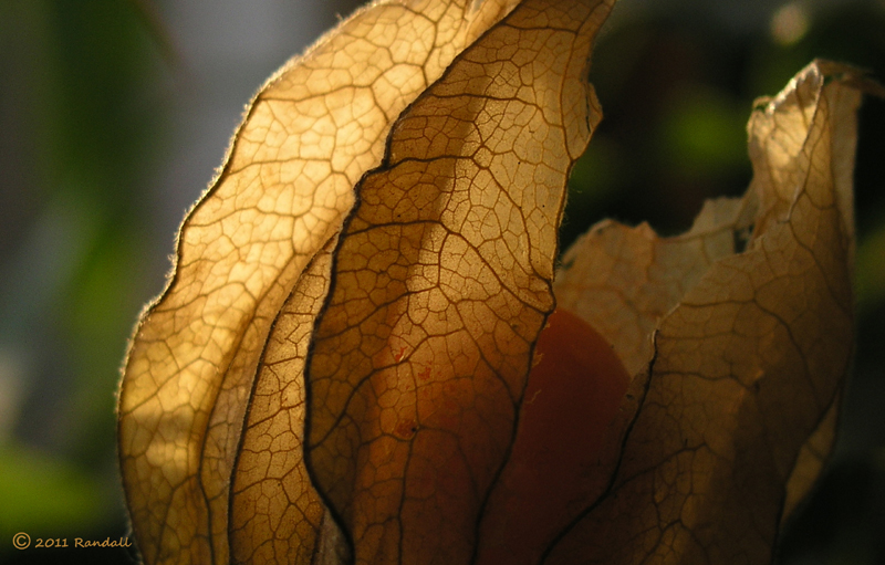 Physalis again!