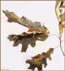 Oak Leaves by Randall Beaudin
