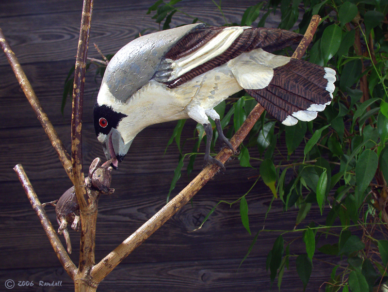 Butcher Bird~Cracticus torquatus