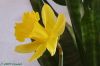 Daffodil by Randall Beaudin