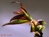 Botanical 977 by Randall Beaudin