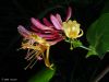 Botanical 093 by Randall Beaudin