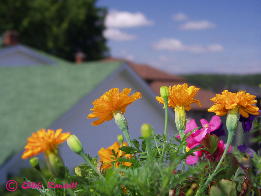 Flowers & Rooftops