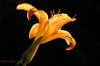Sun Drenched Lily by Randall Beaudin