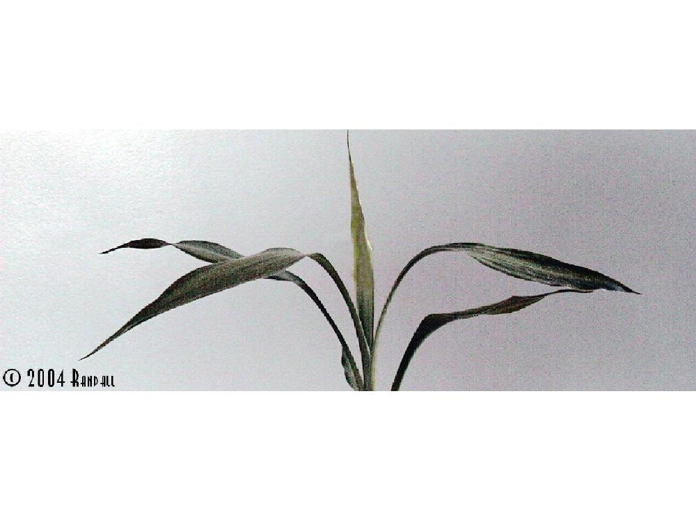 Bamboo 1