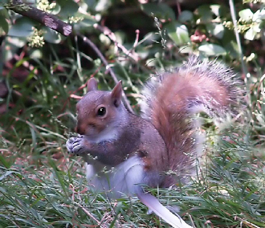 Squirrel eating.