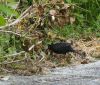 Foraging blackbird by Dave Hall