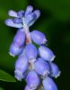 Grape Hyacinth by Dave Hall