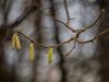 Catkins by Dave Hall